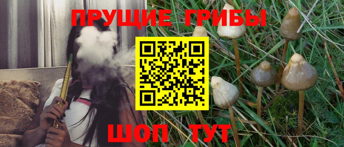 Звенигород  Псилоцибиновые грибы прущие грибы  Вход с VPN 