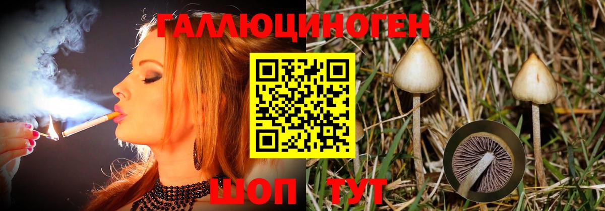 Псилоцибиновые грибы Psilocybine cubensis Звенигород